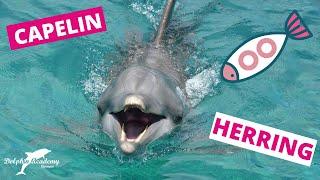Dolphin nutrition FOOD and FUN #8