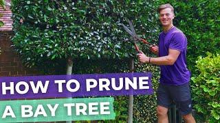 How To Prune A Bay Laurel Tree Hedge  Complete Guide