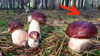 THE MUSHROOM PICKER WAS BLOWN UP BY A MINE. Collecting Porcini Mushrooms in the Forests of Siberia