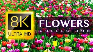 Worlds Most Beautiful FLOWERS 8K ULTRA HD