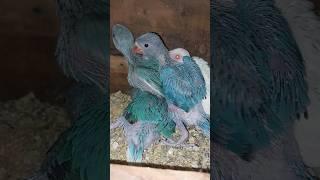 Blue chct Chicks aj 30+ k ho gay #naveedahmad #ringneck #breeding