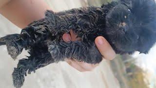 Two weeks old puppy was dumped on the street crying non stop got saved in time