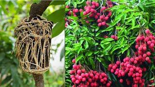 A great way to propagate your lychee tree by air layering