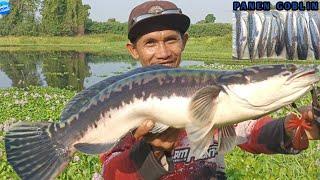 NGERI SANGAT FULL STRIKE MONSTER TOMAN DANAU