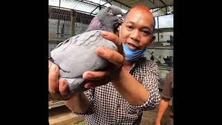 Merpati Terbesar Sedunia Rajanya Merpati #viralshorts #shorts #youtubeshorts #merpati