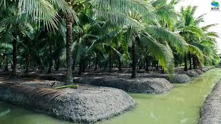 Coconut Farm New Agriculture Technology