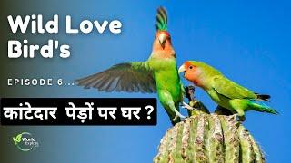 The Wild Rosy faced love bird Parrot Lifestyle  Episode 6  Hindi documentary.