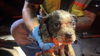 Utility Company Works 8 Hours to Rescue Puppy From Sewer Pipe