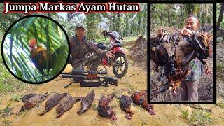 BERBURU AYAM HUTAN SAWIT Part 28  Markasnya Ayam Hutan