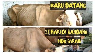 HASIL COMBORAN IRIT    MURAH    SIMPEL HASIL MAKSIMAL DAN NYATA DI KANDANG HDK FARM