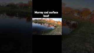 Murray Cod surface boof #fishingaustralia  #murraycod #topwater #surfacelures #tremor