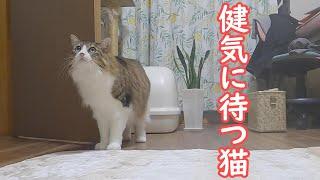 嫌いな音がしているのに健気に待ってる猫がこちらです【保護猫／ダックス】