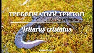 Как отличить самца от самки гребенчатого тритона Triturus cristatus?