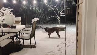 IT SNOWED  Boxer Dogs in snow AKA CHILI DOGS