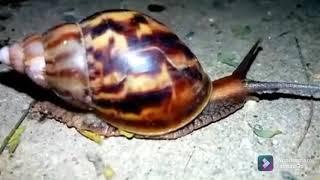 snail crushing by heels snail crushing video heels crushing