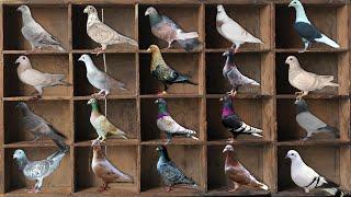 20 Rare Color of Racing Pigeons  Rare Off Color Racing Pigeon