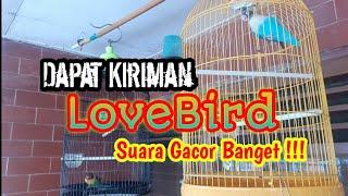 lovebird suara gacor  lovebird suara garing  terbaru