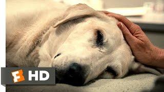 Marley & Me 55 Movie CLIP - Youre a Great Dog Marley 2008 HD