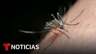 El Salvador y otros países toman medidas para contener el avance del dengue  Noticias Telemundo