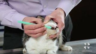 How to Brush Your Cats Teeth  Vet Tutorial