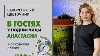 В гостях у Анастасии. Московская область  Коллекция комнатных растений прекрасной цветочницы