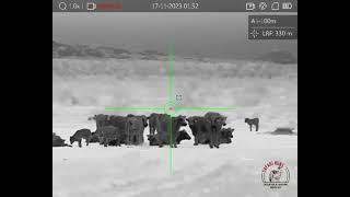 Hikmicro Panther PH35L 2.0 Thermal Scope - Jackal hunting