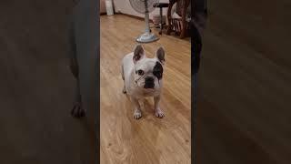 บักชรุ้มชริ้มสายสะเดิด #เฟร้นบลูด็อก #เฟร้นบลูด็อกเป็นหมาตลก #frenchbulldog #frenchie