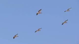 ANKARA - Sel Kapanı farklı kuş türlerine ev sahipliği yapıyor