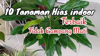 10 Tanaman Hias Indoor Terbaik Tidak Gampang Mati