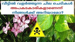 നിങ്ങളെ കൊല്ലാൻ വരെ കഴിവുള്ള  10  വിഷസസ്യങ്ങൾ  Top 10 Poisonous Plants That Can Even Kill You