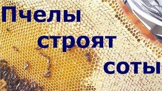 А вы видели как пчелы строят соты для меда?