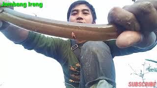 Kecupan Belut ABG Bikin Kagettt #Mancing_Belut #Jambang_Ireng