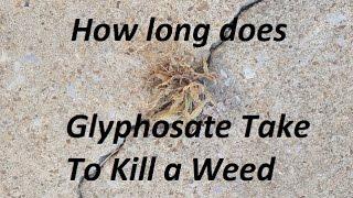 How Long does glyphosate found in Roundup take to kill weeds?