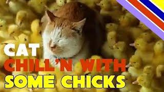 Cat chilln with some Chicks