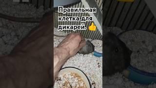 Правильная клетка для неправильных крыс.  Дикари балуются.  #wildrats #cuterats #like  #funnypets