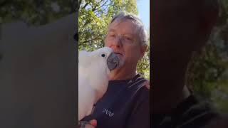 A Cockatoo And His Family   #cockatoo #onnicockatoo