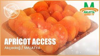 Malatyanın Kayısı Uzmanı APRICOT ACCESS Hikayesi