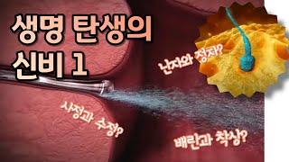 생명 탄생의 신비 1 난자와 정자 배란 수정 착상의 과정