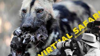 Never Seen Before African Painted Dogs Steal Pups From Another Pack- Virtual Safari # 230