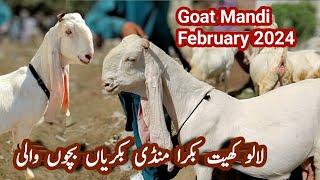 Lalukhet Bakra Mandi latest update  11-2-2024  Bakra Mandi Karachi 2024