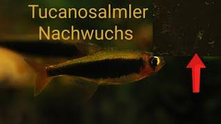 Tucanosalmler Zucht  Tucanoichthys tucano Der Nachwuchs ist da.Update 10.11.2022