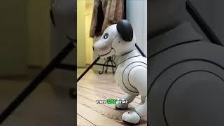 Mind-Blowing Lifelike Robot IBO 6th Generation Review