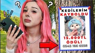 KEDİM KAYBOLDU  Bulana 15.000 TL Ödül  Dolandırıldım 