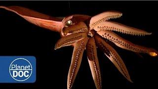 Kraken Project In search of the Giant Squid  Full Documentaries - Planet Doc Full Documentaries