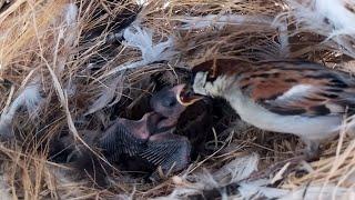 Eurasian tree sparrow Birds The little bird in the nest is very hungry  Review Bird Nest 