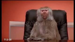 Бабуин в офисе  Baboon at office