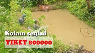 MANCING KOLAM BORONGAN  IKAN NILA NILEM