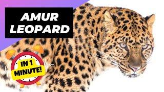 Amur Leopard  The Most Endangered Big Cat  1 Minute Animals