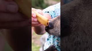 Are these guys the real life Winnie the Pooh? #ytshorts #bear #animals #pets #honey #bears