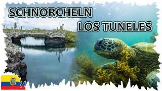 Schnorcheln mit Schildkröten Seelöwen und Haien  •  Los Tuneles Tour    Galapagos Reise 12